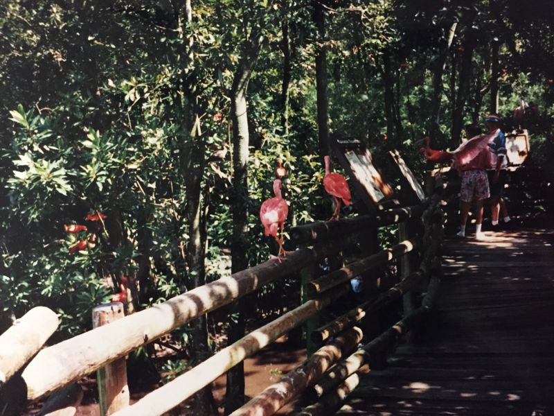 Loving the Outdoors the Disney Way - A Look Back at Discovery Island